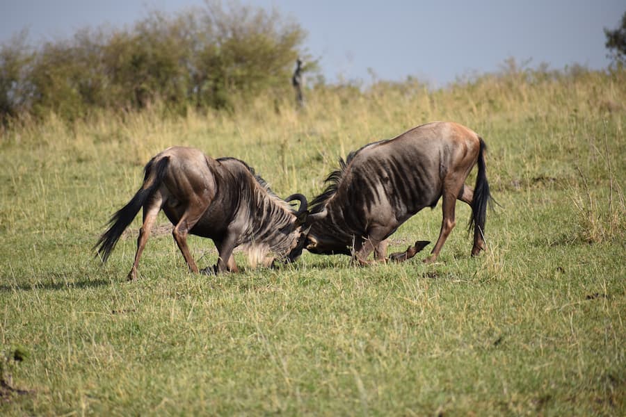 Wildebeest Fighting