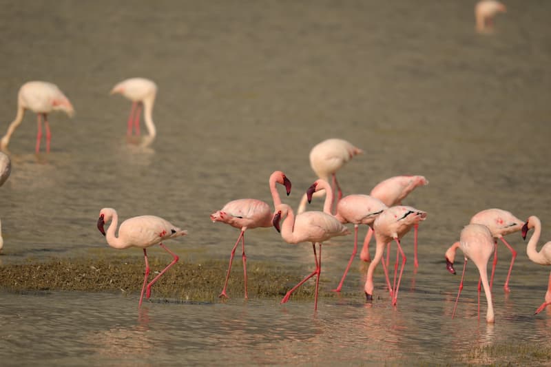 Lesser Flamingo