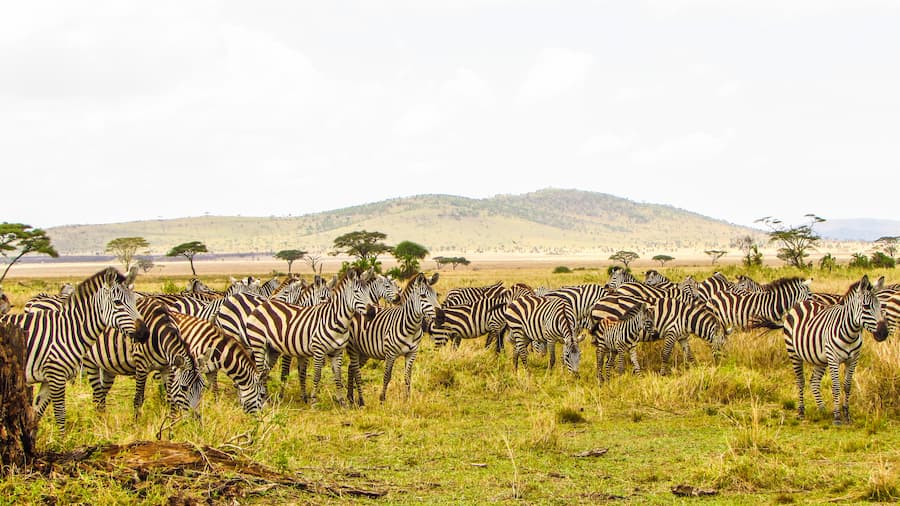 Zebras in Tanzania