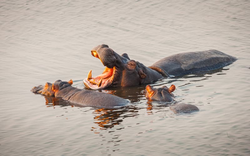 Hippos 