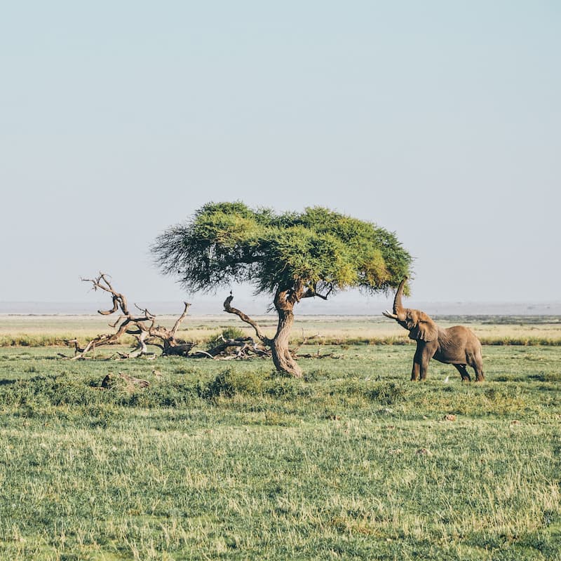 Elephants - Tanzania