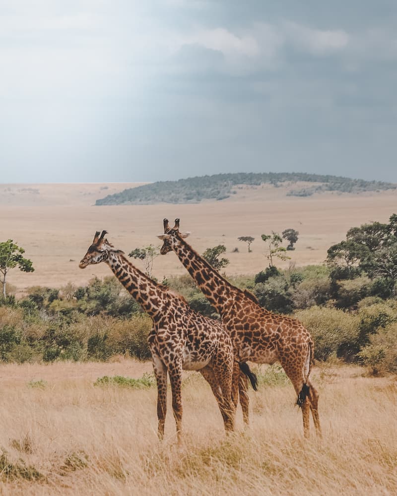 Giraffes