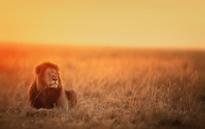 Lion