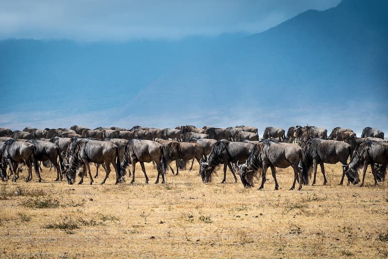 Wildebeest Grazing