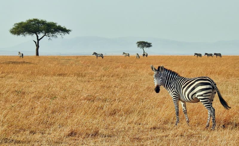 Zebra - Serengeti