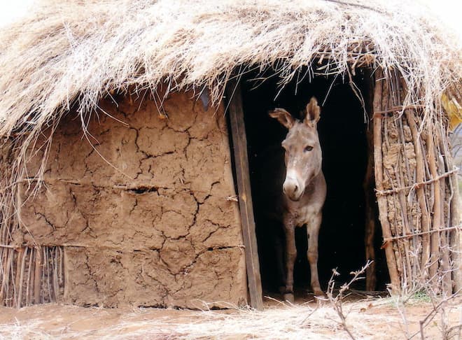 Longido, donkey in doorway
