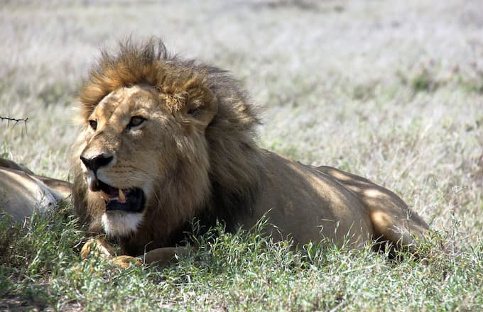 A Serengeti lion king