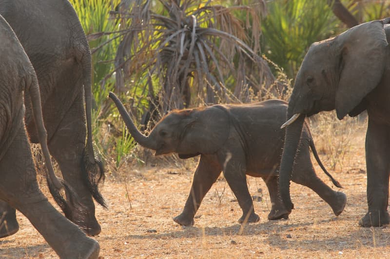 Baby Elephant