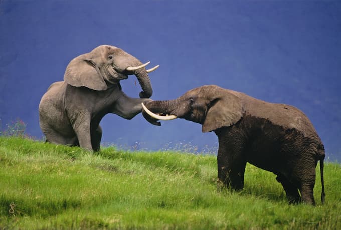 Elephant dominance games, in Ngorongoro Crater, by R JOURDAIN 