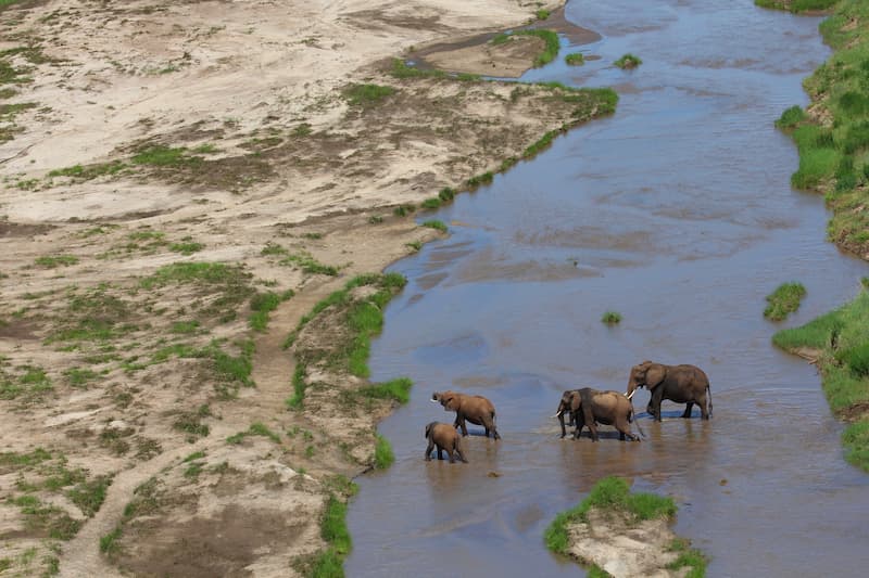 Elephants Crossing River