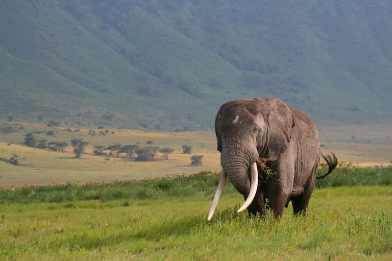 Tusker Feeding