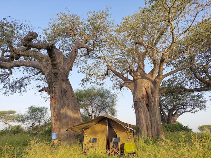 Tents and baobabs