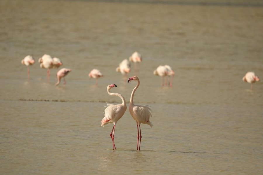 Flamingoes