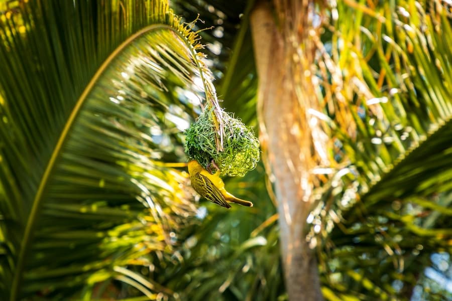 Weaver Birds Nest