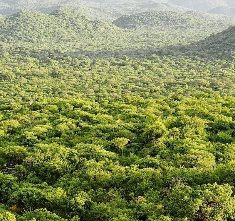 Tanzanian Forest - Yaeda-Eyasi