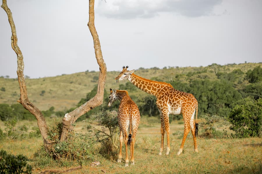 moses londo 9ZujnaDDdzA unsplash 1
